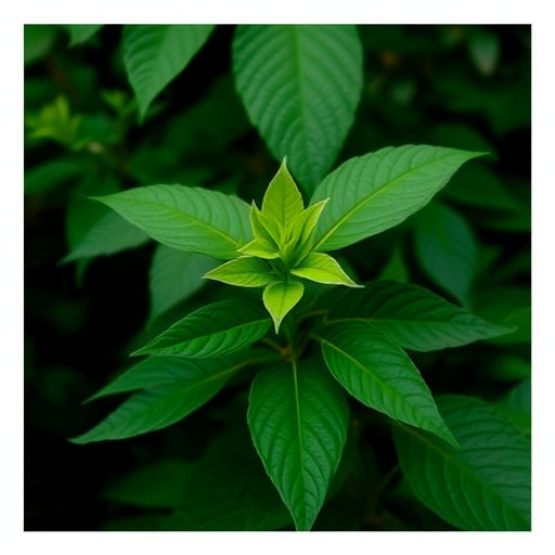 kratom leaves