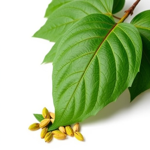 kratom leaves