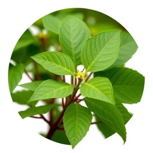 kratom leaves
