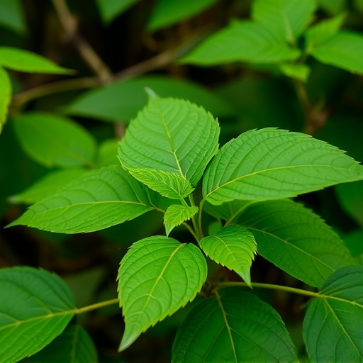 kratom leaves