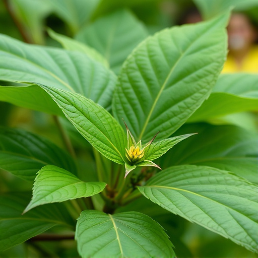 kratom leaves