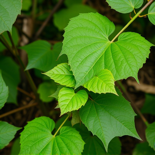 kratom leaves