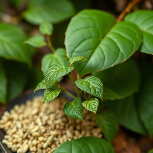 kratom leaves