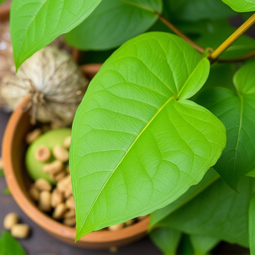 kratom leaves