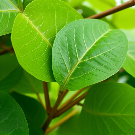 kratom leaves
