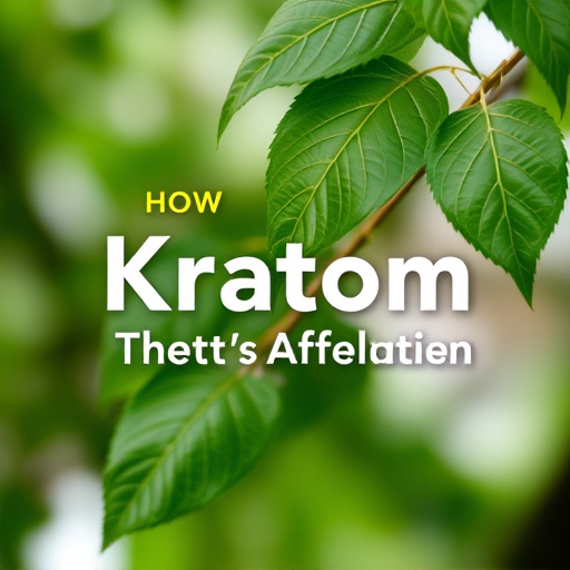 kratom leaves