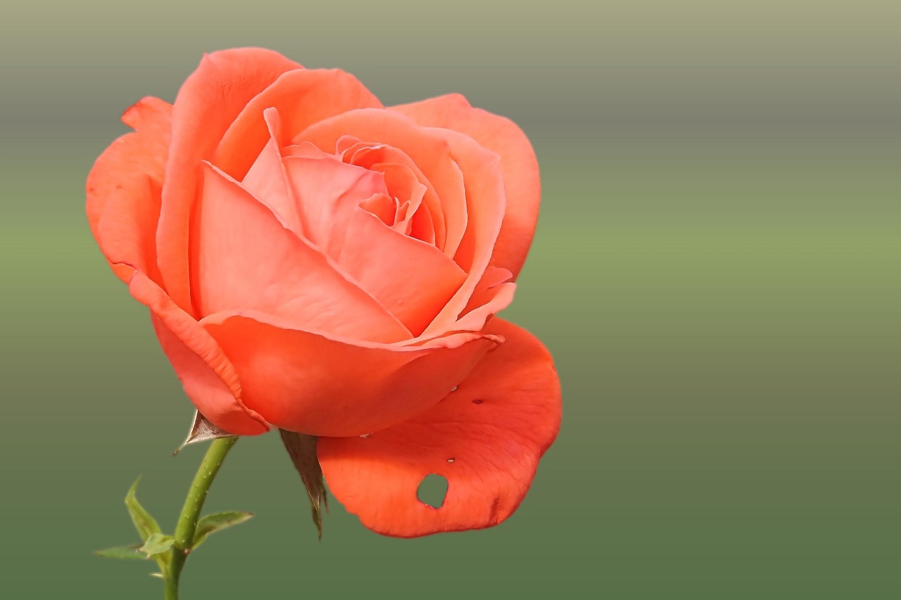 Dentist Coral Springs