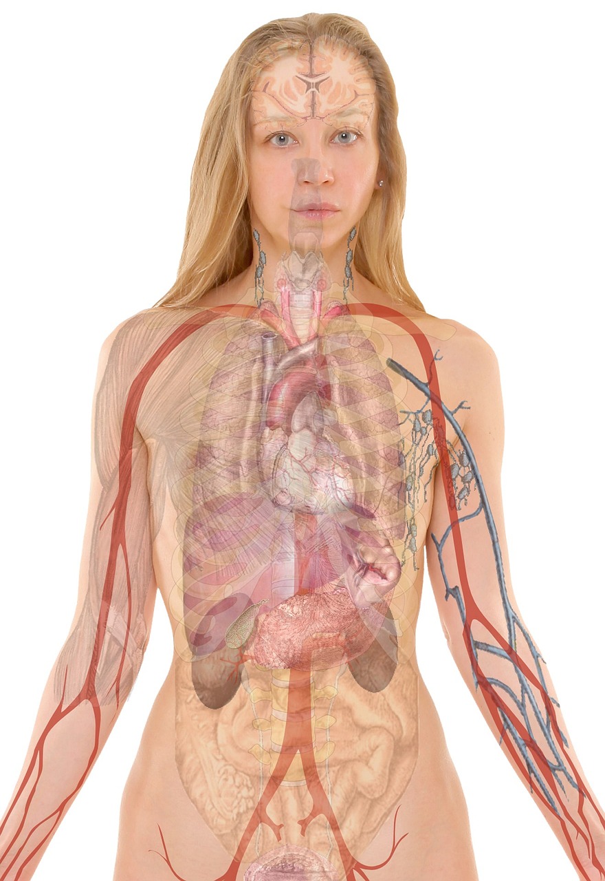 digestive wellness