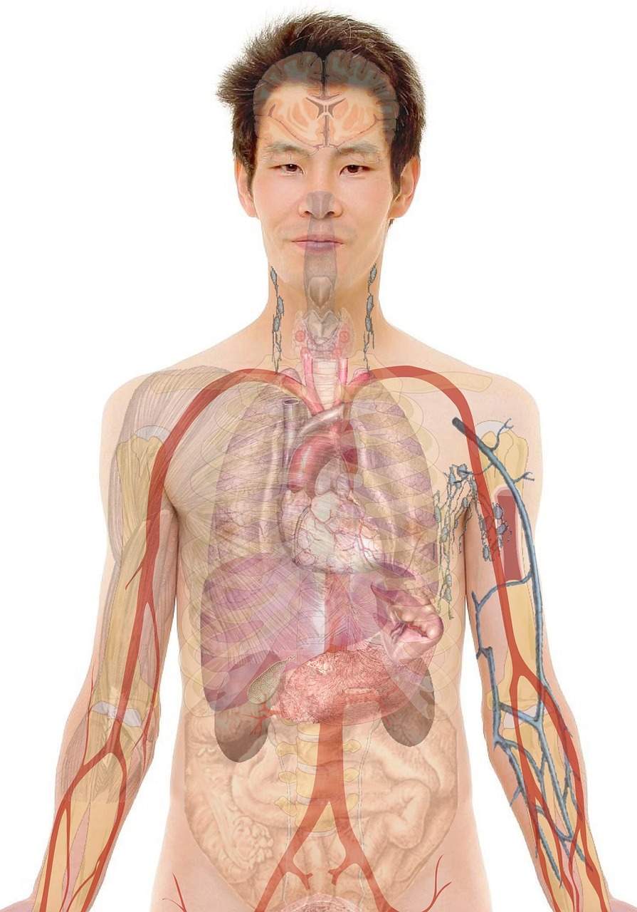 digestive wellness