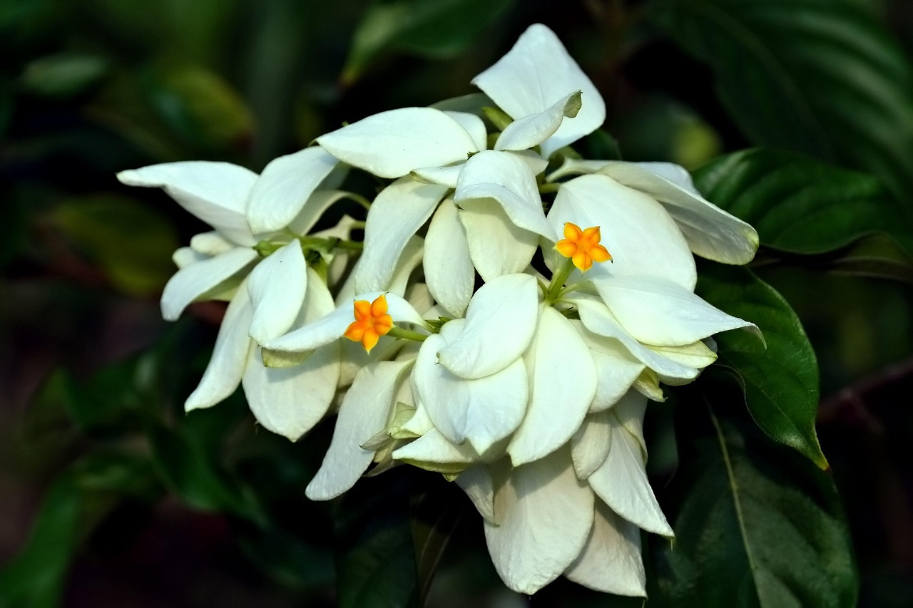 herbal plants