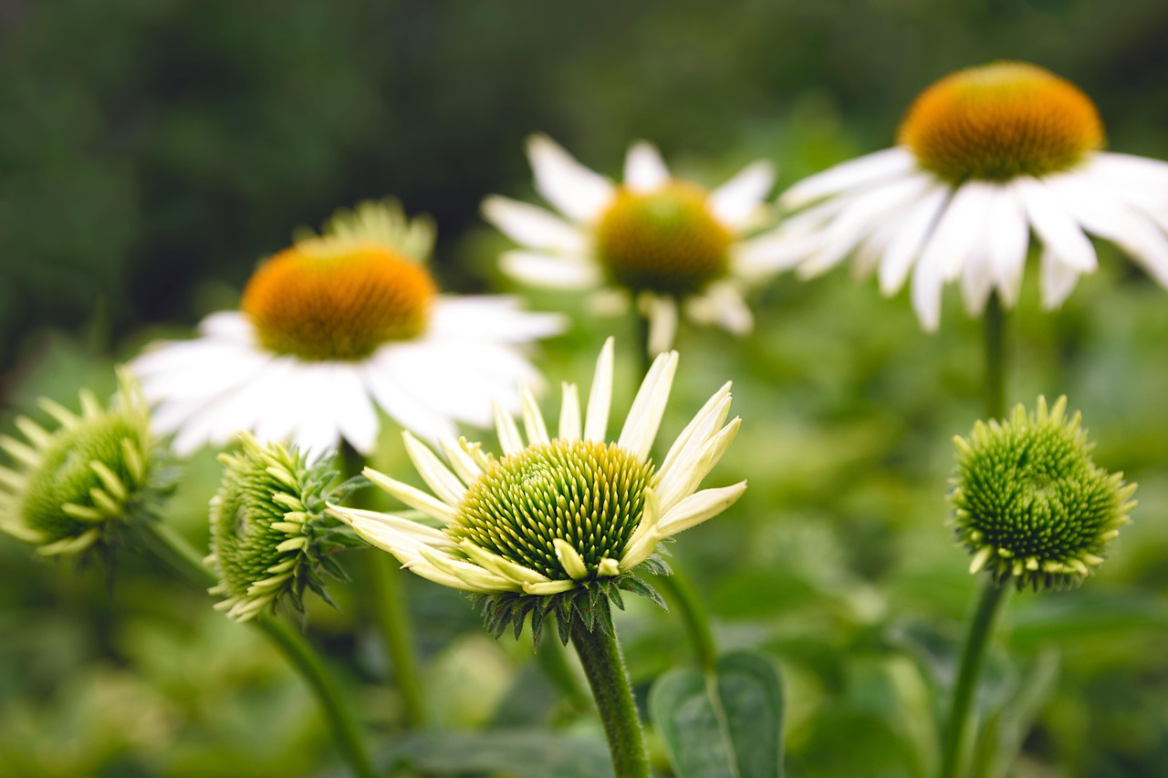 herbal plants