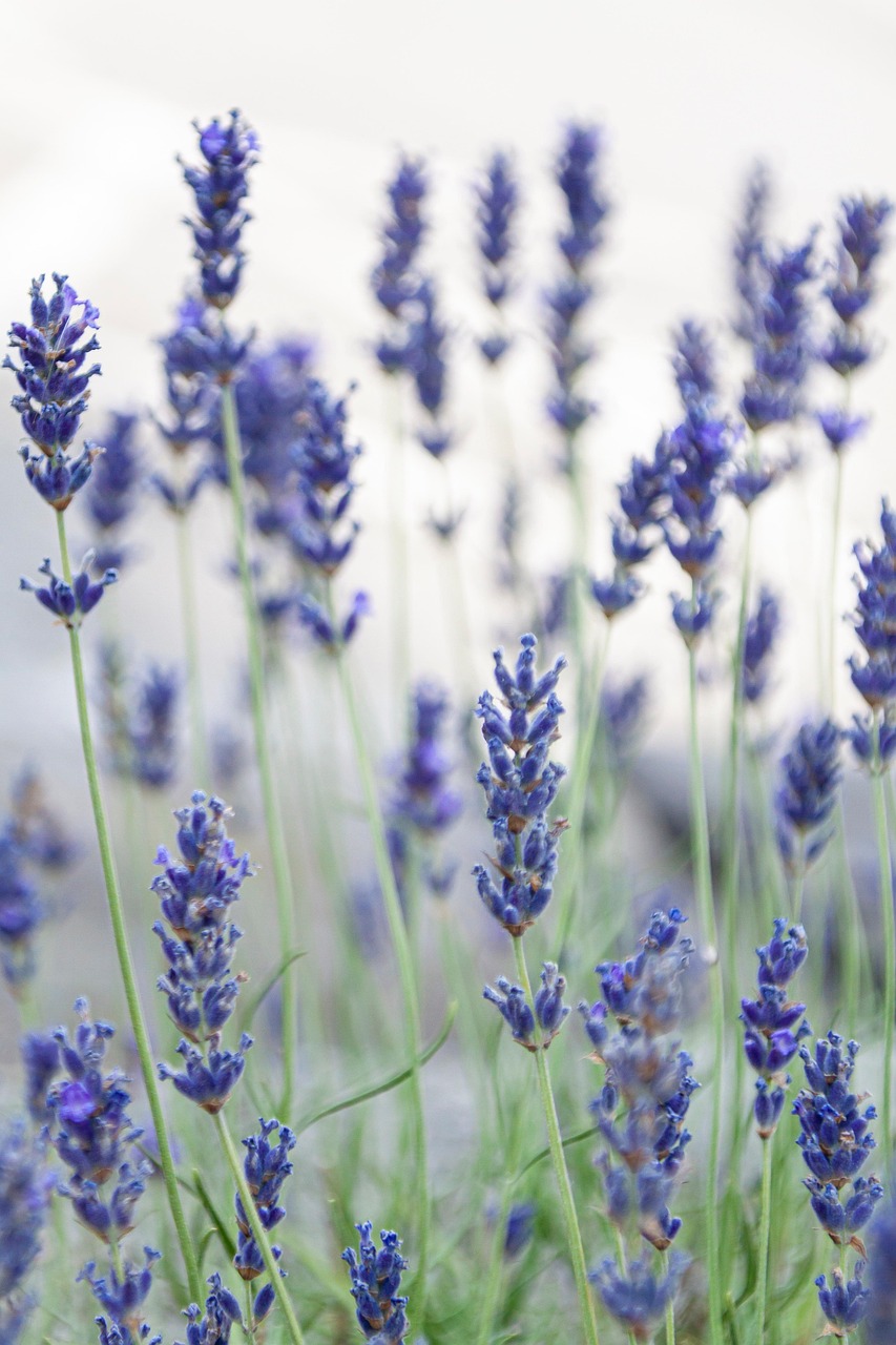 herbal plants