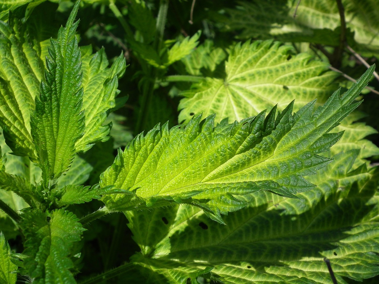 herbal plants