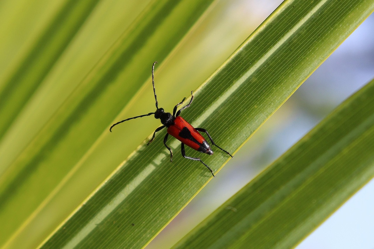 kratom leaves