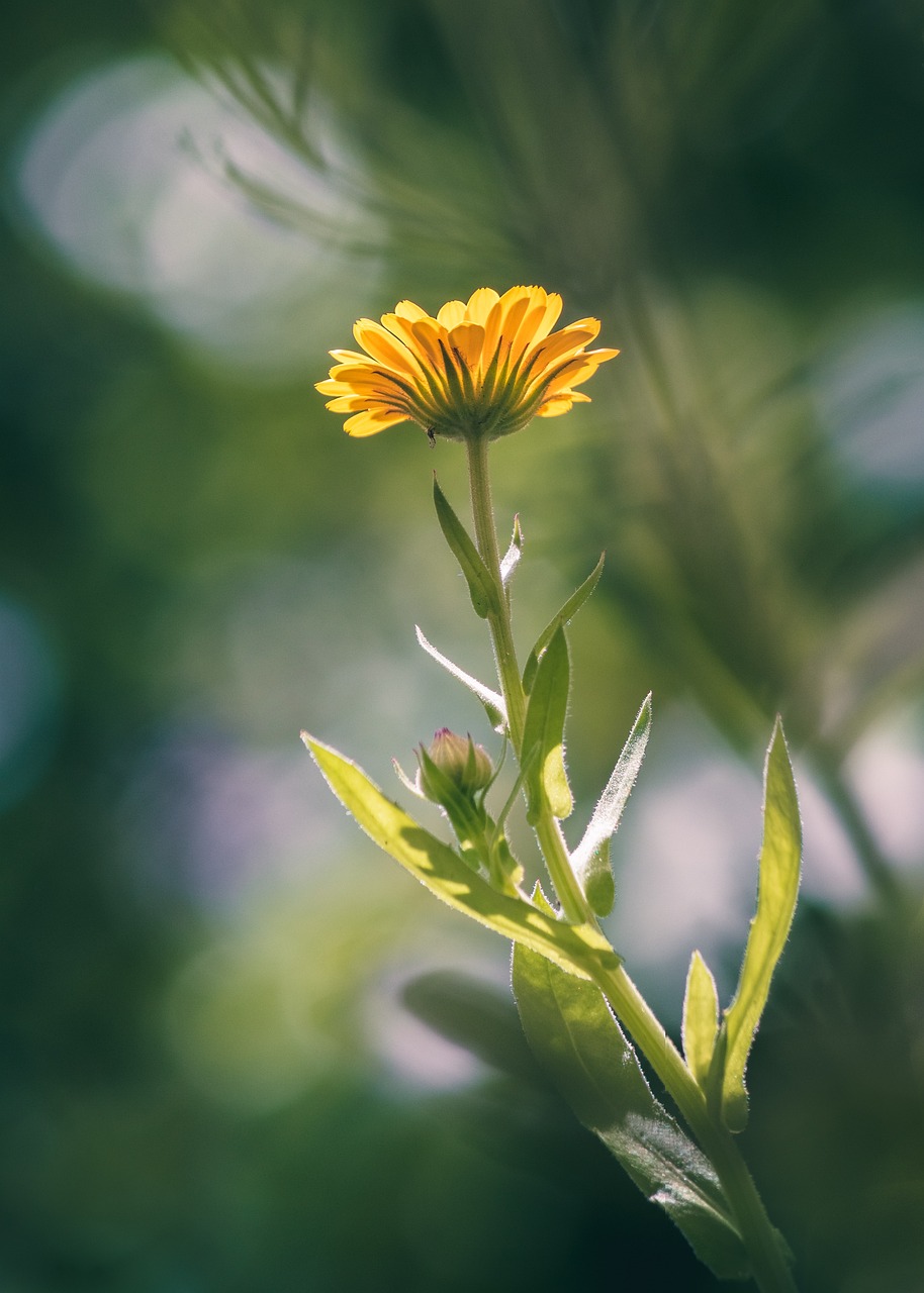 medicinal herbs
