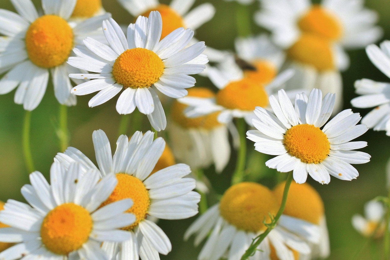 medicinal herbs