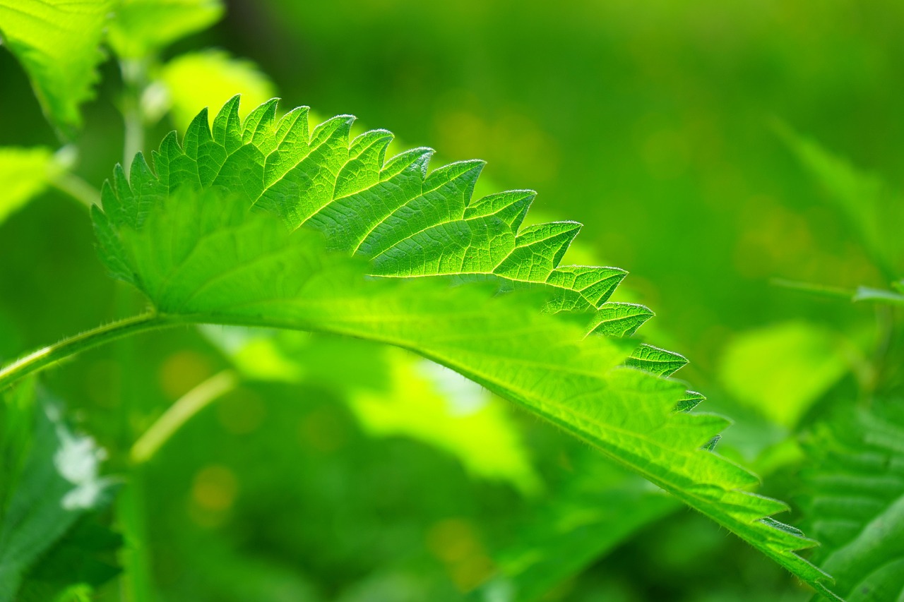 medicinal herbs