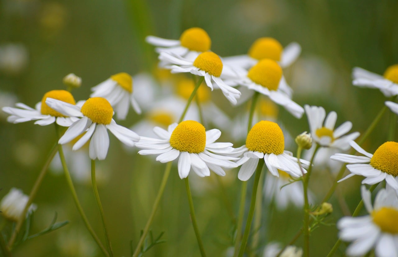 medicinal herbs