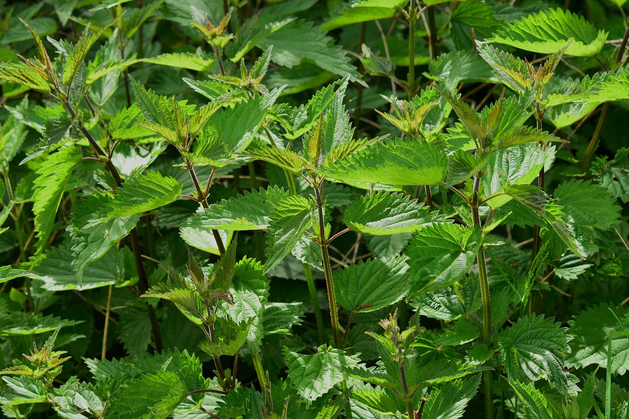 medicinal herbs