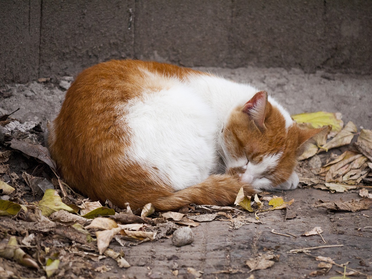 natural sleep