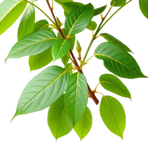 Comprehensive Guide to Mitragyna Speciosa Plant Biology and Kratom Usage