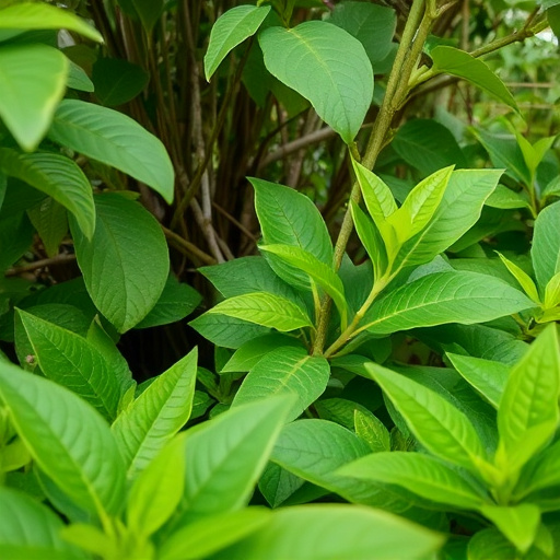 botanical supplement