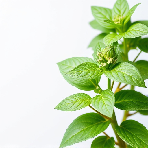 Comprehensive Holy Basil Tulsi Guide: Unlock Nature’s Sacred Gift