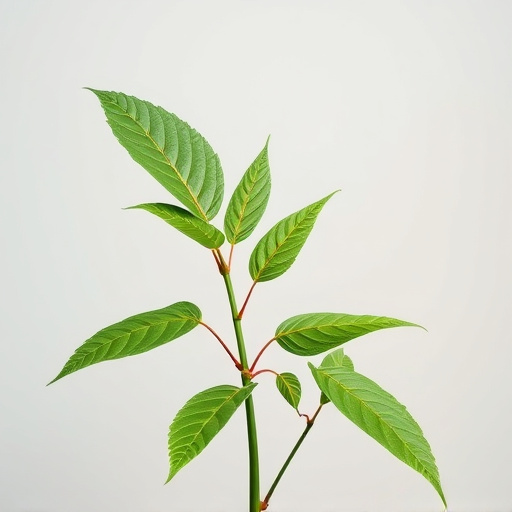 Unveiling Kratom's Potential: Mitragynine Content by Strain