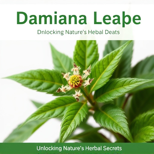 Damiana Leaf Guide: Unlocking Nature’s Herbal Secrets