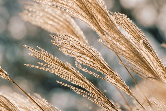 botanical supplement