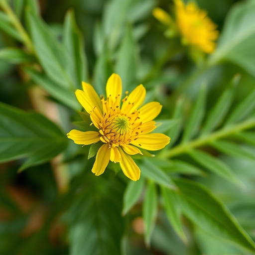 botanical supplement