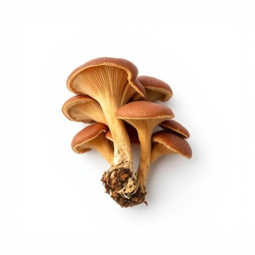 botanical supplement