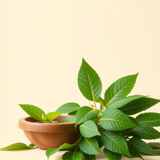 Kava Benefits: Unlocking Relaxation, Science, Usage, and Safety