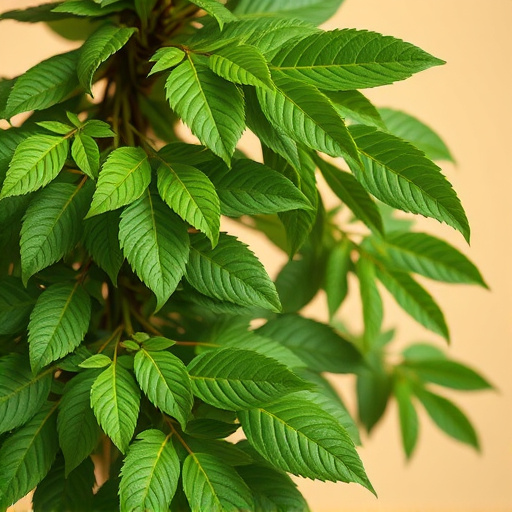 Guayusa: Unlocking Natural Energy Secrets for Vitality