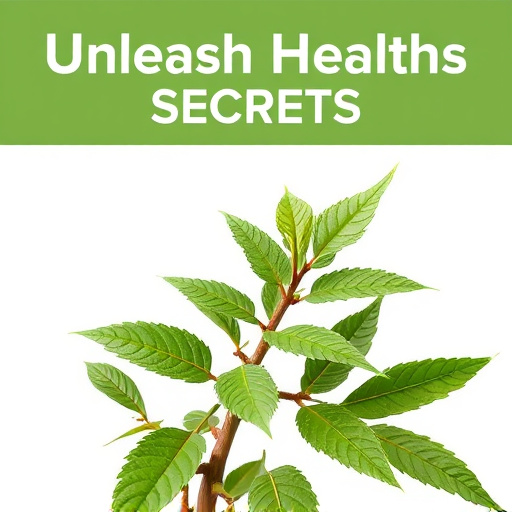 Unleash Health Secrets: Comprehensive Damiana Leaf Guide