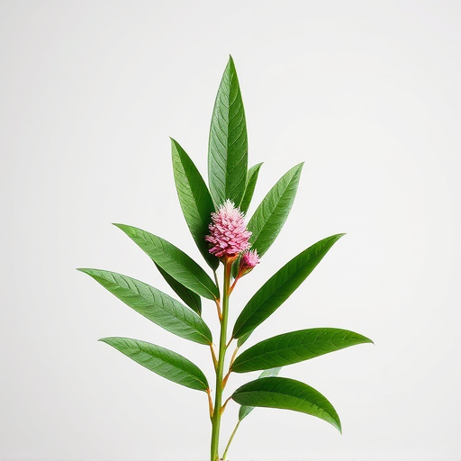 Unleashing Healing Powers: A Comprehensive Guide to Pacific Island Plant Medicine