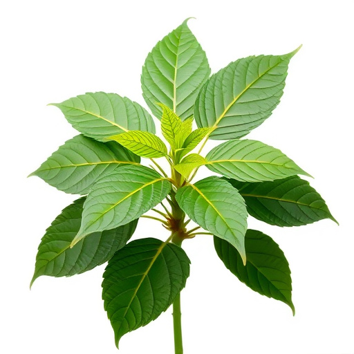 Comprehensive Guide to Mitragyna Speciosa Plant Biology and Kratom Education