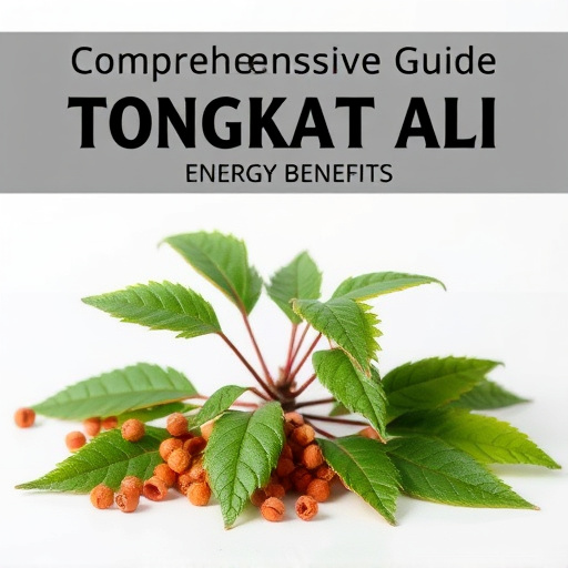 Comprehensive Guide to Tongkat Ali Energy Herb Benefits