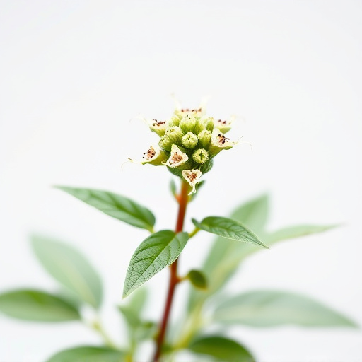 Skullcap Herb Guide: Unlock Health Benefits and Expert Tips