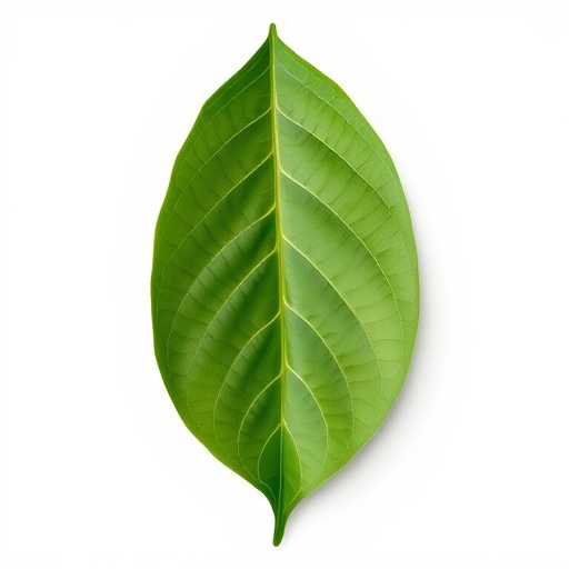 Comprehensive Guide: Spotting High-Quality Kratom Leaves