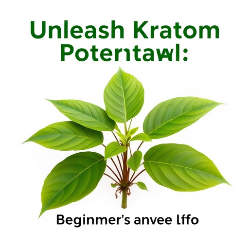 Unleash Kratom Potential: Beginner’s Guide to Top Strains