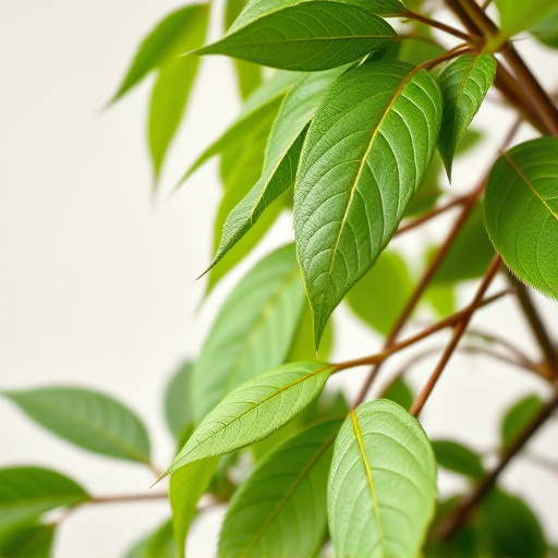 Comprehensive Guide: Unlocking Enhanced Kratom’s Potential