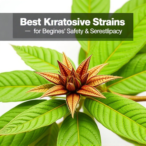 Comprehensive Guide: Best Kratom Strains for Beginners’ Safety & Benefits