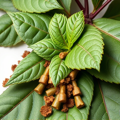 Comprehensive Guide: Bentuangie Kratom's Fermented Leaf Unveiled