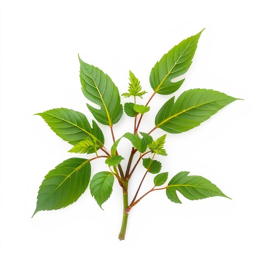 Comprehensive Guide: Kratom for Enhanced Social Interactions