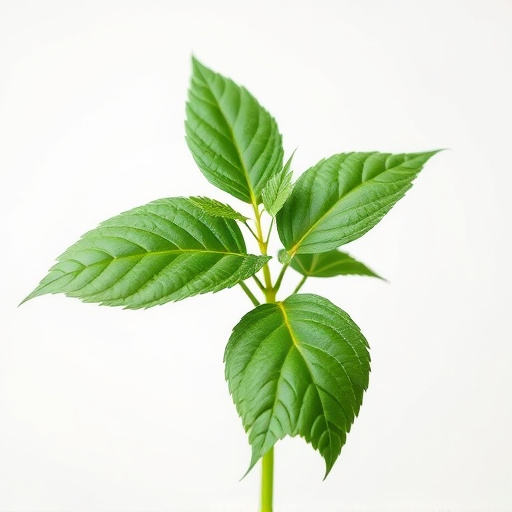 Comprehensive Guide: Test Kratom Freshness, Ensure Quality