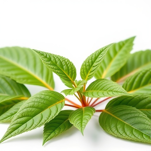 Kratom for Mood Enhancement: Comprehensive Guide to Natural Boost