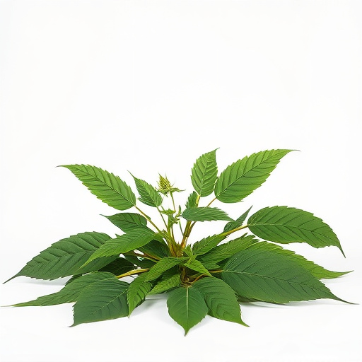 Unleash Kratom Power: Freshness Test Mastery for Informed Users