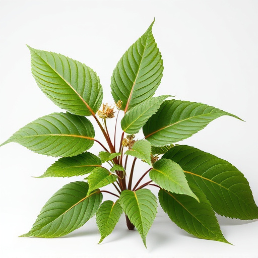 Unveiling Kratom Extract Strength: Comprehensive Guide to Power and Safety