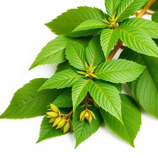 Maeng Da Kratom: Ultimate Guide to Nature’s Relief